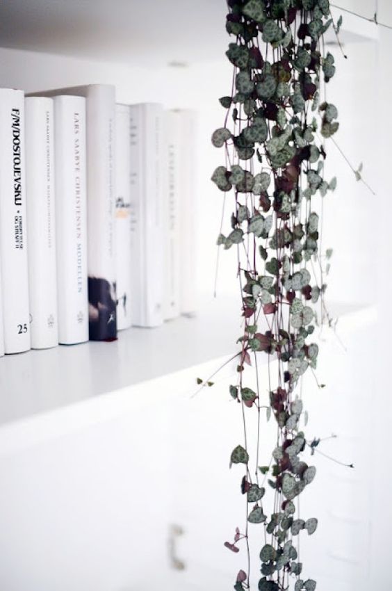 Plantes - petits espaces - inspiration 006